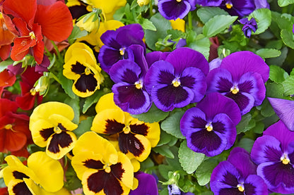 250 Mixed Colors SWISS GIANT PANSY Viola Wittrockiana Flower Seeds