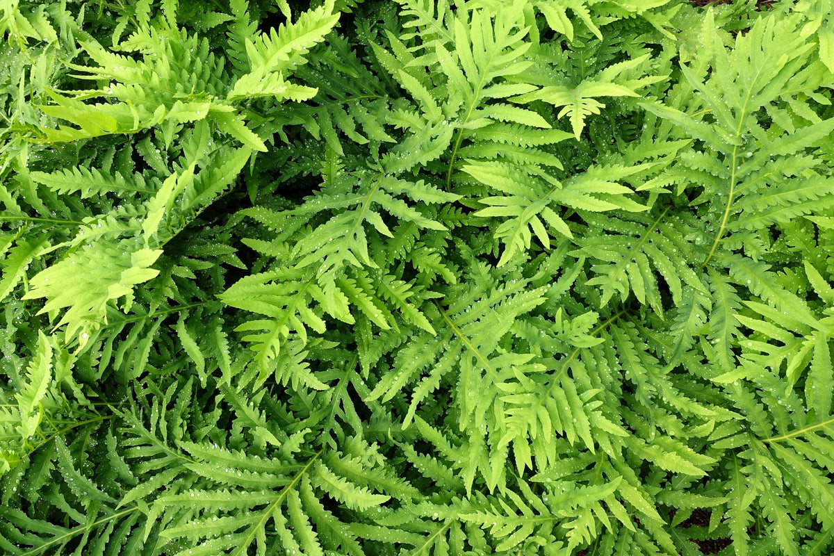 1000 + SENSITIVE FERN Onoclea Sensibilis aka Bead or Sympathy Fern Spores Seeds