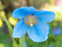 10 MIXED HIMALAYAN POPPY Blue Red Violet Meconopsis Napaulensis Mix Flower Seeds