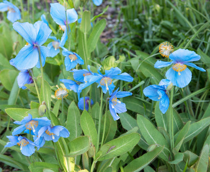 10 BLUE HIMALAYAN POPPY Tibetan Meconopsis Betonicifolia Flower Seeds