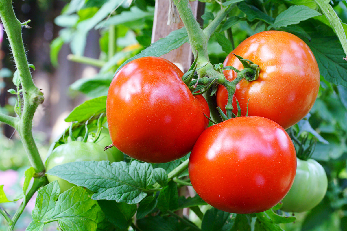 200 Red RUTGERS TOMATO Lycopersicon Globe Determinate 8 oz Fruit Vegetable Seeds