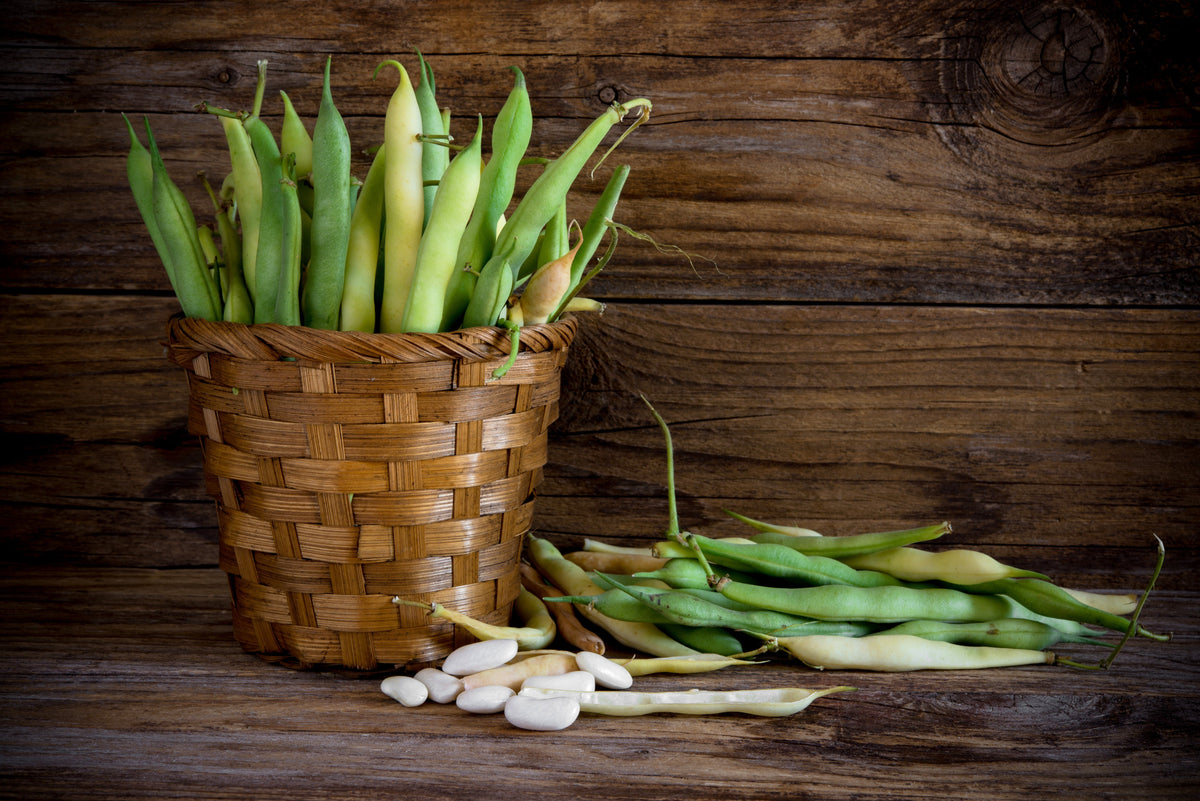 30 CANNELLINI BEAN Seeds White Italian Kidney Phaseolus Vulgaris Vegetable Seeds