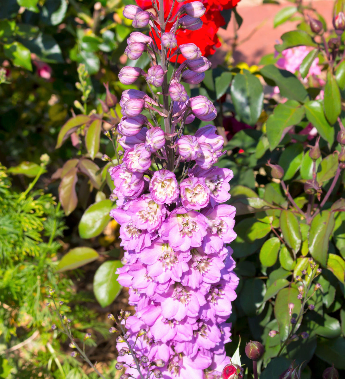 100 ROCKET LARKSPUR DELPHINIUM Consolida Giant Imperial Mixed Colors Flower Seeds