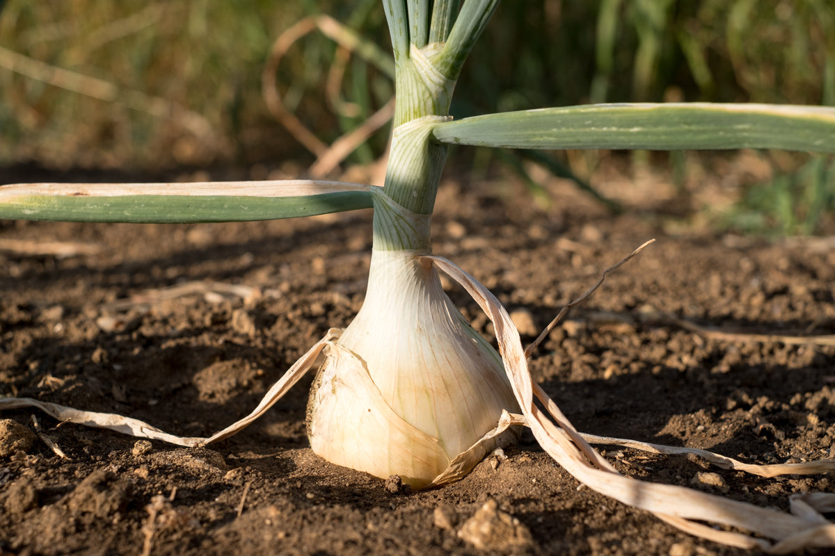 250 Sweet WALLA WALLA ONION Allium Cepa Vegetable Seeds