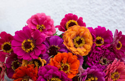 250 Mixed Colors ZINNIA ELEGANS Flower Seeds