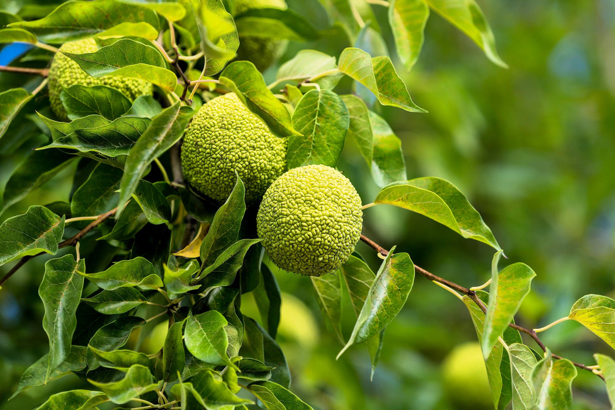 10 HEDGE APPLE Osage Orange Horse Apple Monkey Ball Maclura Pomifera Tree Seeds