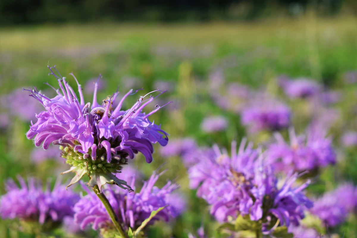 25 BEE BALM MIX Lemon Hummingbird Mint Monarda Didyma Mixed Colors Scarlet, Red, Pink, Purple, Spotted, & Salmon Flower Seeds