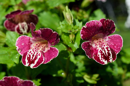 250 TIGER MONKEY Mixed Colors Mimulus Tigrinus Flower Seeds