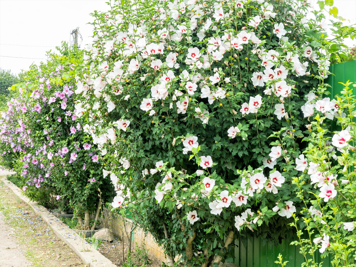 25 White & Hot Pink ROSE Of SHARON HIBISCUS Syriacus Flower Tree Bush Seeds