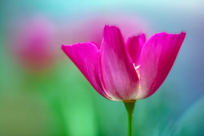 1000 MIXED Colors CALIFORNIA POPPY (Ballerina / Mission Bells) Eschscholzia Californica Flower Seeds