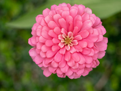 250 LUMINOSA PINK ZINNIA Elegans Flower Seeds