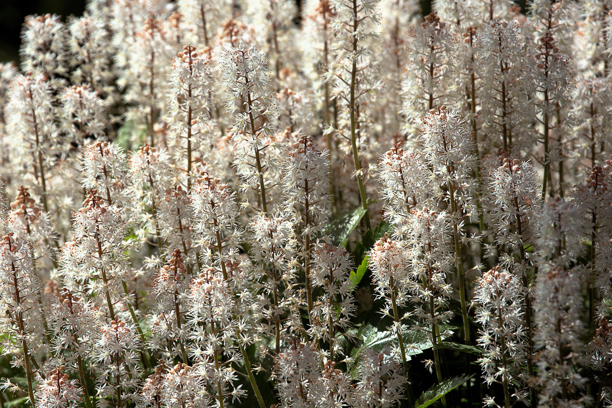 20 SUGAR SCOOP FOAMFLOWER White Tiarella Trifoliata Laceflower Flower Seeds