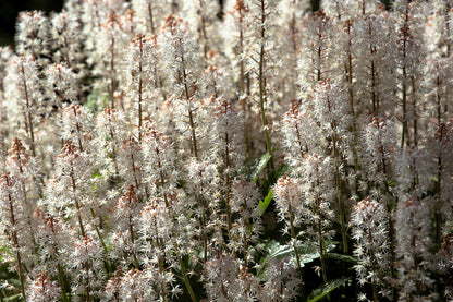 20 SUGAR SCOOP FOAMFLOWER White Tiarella Trifoliata Laceflower Flower Seeds