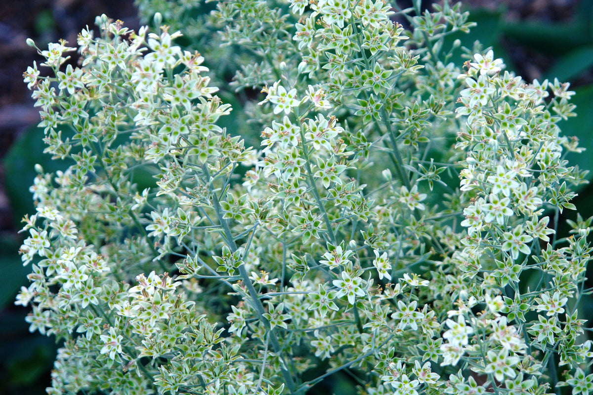 100 WHITE CAMAS Anticlea Elegans Zigadenus Camass Alkali Native Flower Seeds