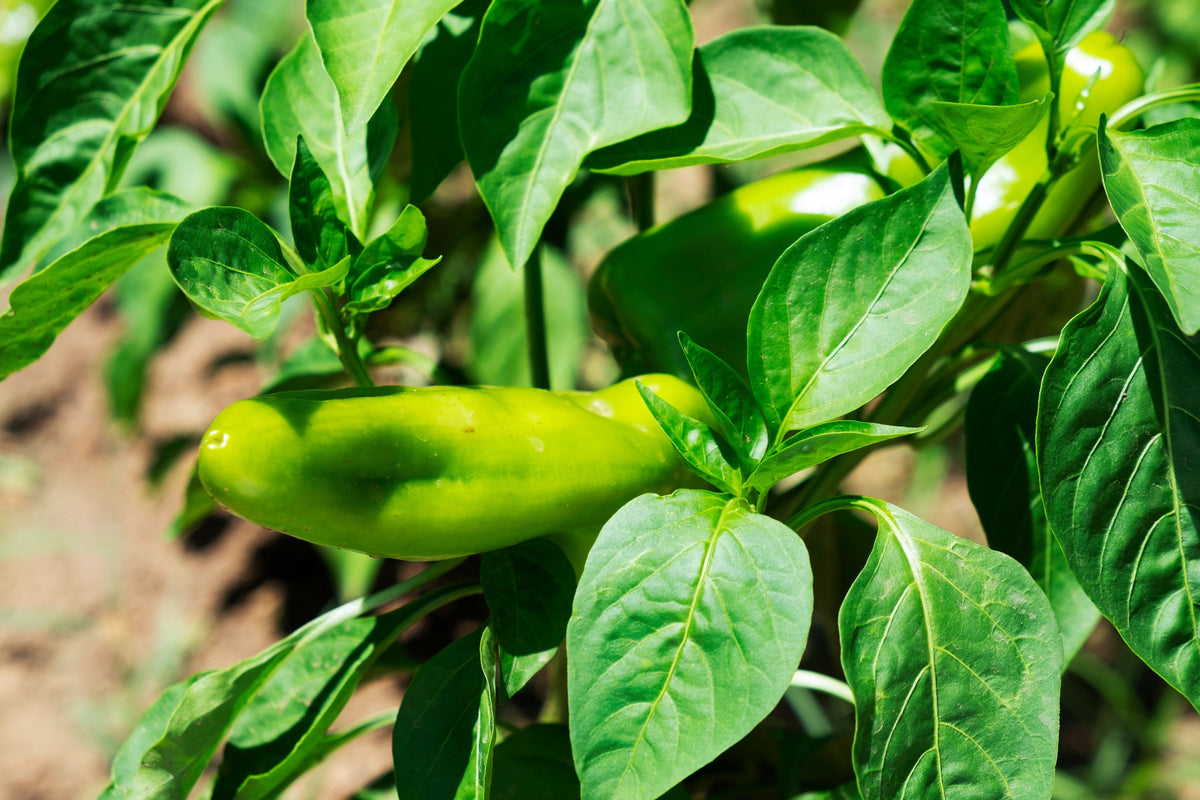 50 GREEK GOLDEN PEPPER Pepperoncini Gold Yellow Capsicum Annuum Vegetable Seeds