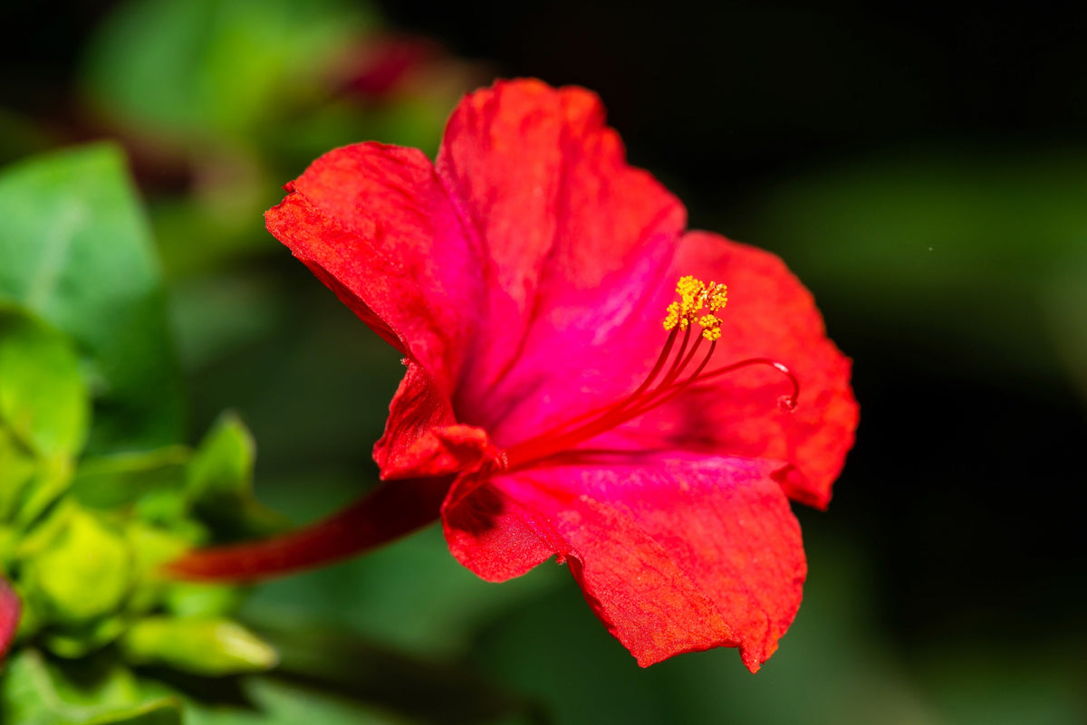 25 RED FOUR O'CLOCK Marvel of Peru Mirabilis Jalapa Flower Seeds