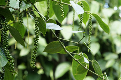 25 BLACK PEPPERCORN Black Pepper Piper Nigrum Spice Vine Seeds