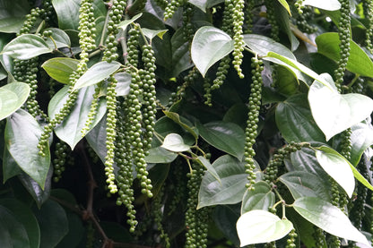 25 BLACK PEPPERCORN Black Pepper Piper Nigrum Spice Vine Seeds