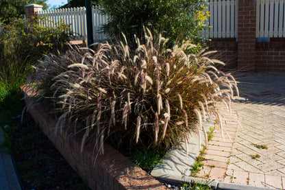 25 PURPLE FOUNTAIN GRASS Ornamental Pennisetum Setaceum Dark Burgundy Flower Seeds
