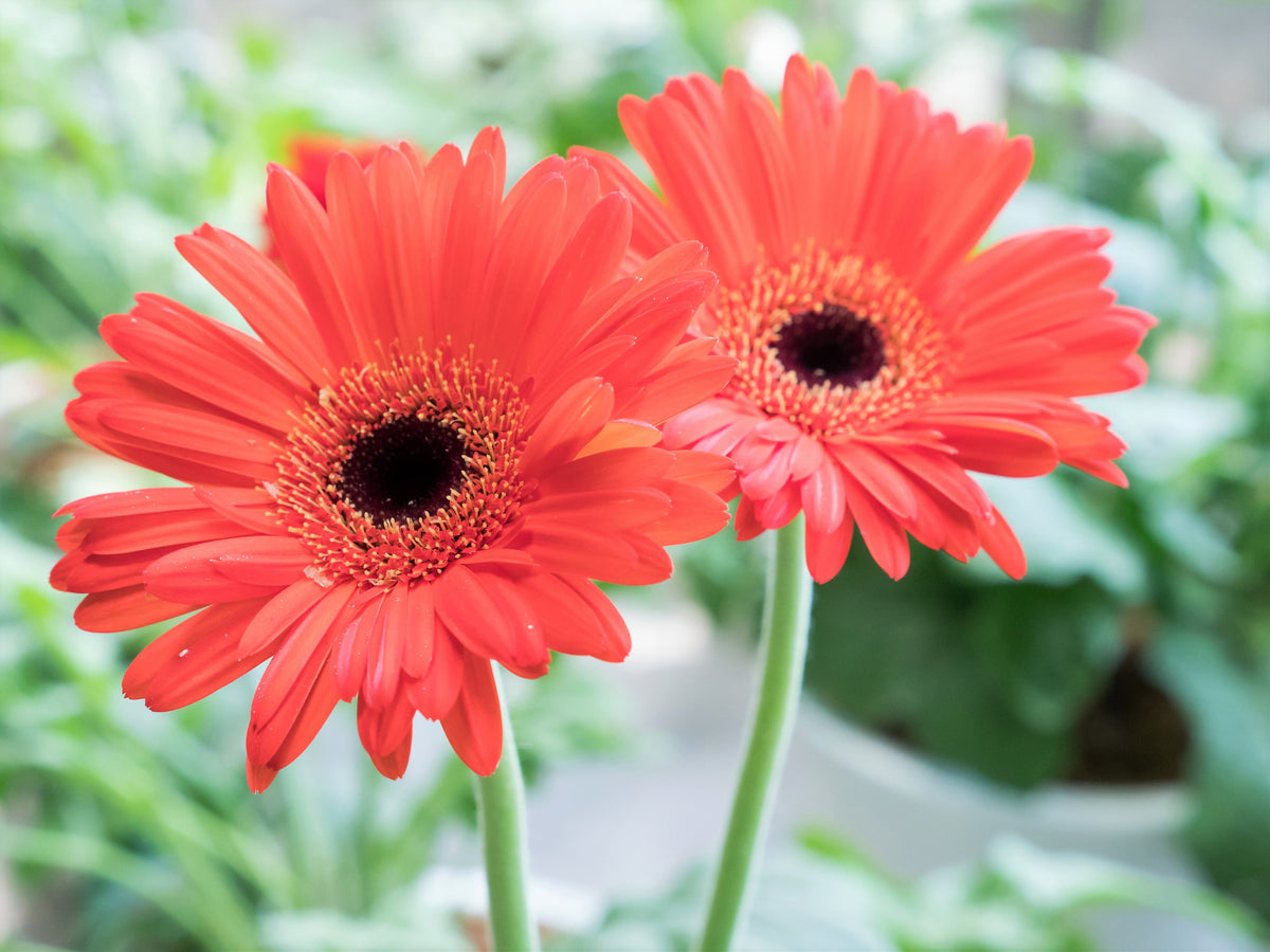 20 GERBER DAISY Mix Gerbera Jamesonii aka Barberton or African Daisy Mixed Colors Pink Purple Red Orange Yellow White Flower Seeds
