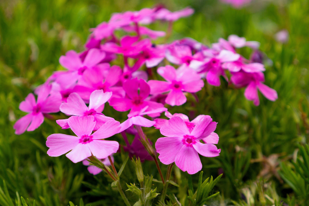 20 PRAIRIE PHLOX Pilosa Mixed Colors Pink Purple White Native Flower Seeds