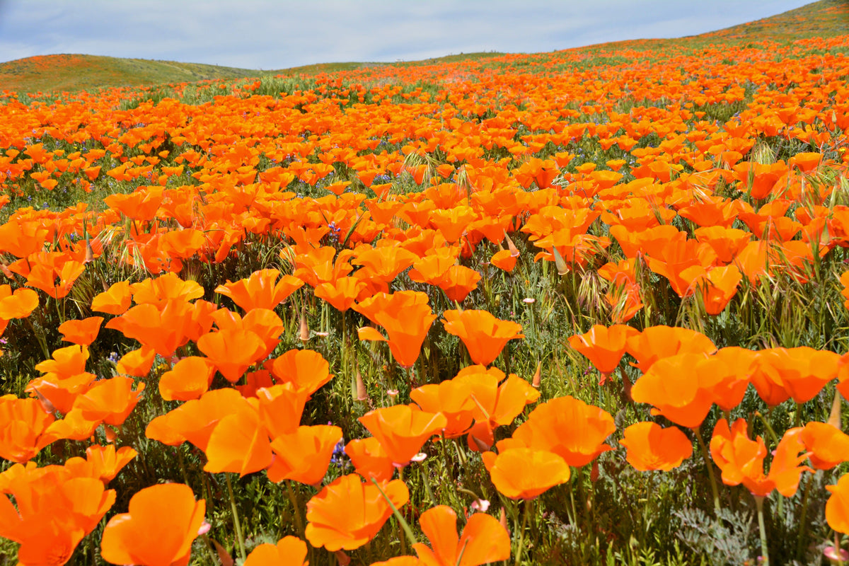 1000 MIXED Colors CALIFORNIA POPPY (Ballerina / Mission Bells) Eschscholzia Californica Flower Seeds