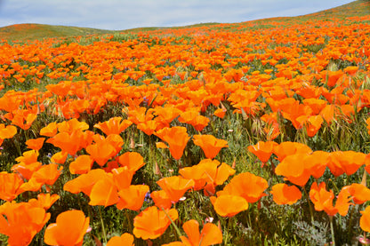 1000 MIXED Colors CALIFORNIA POPPY (Ballerina / Mission Bells) Eschscholzia Californica Flower Seeds