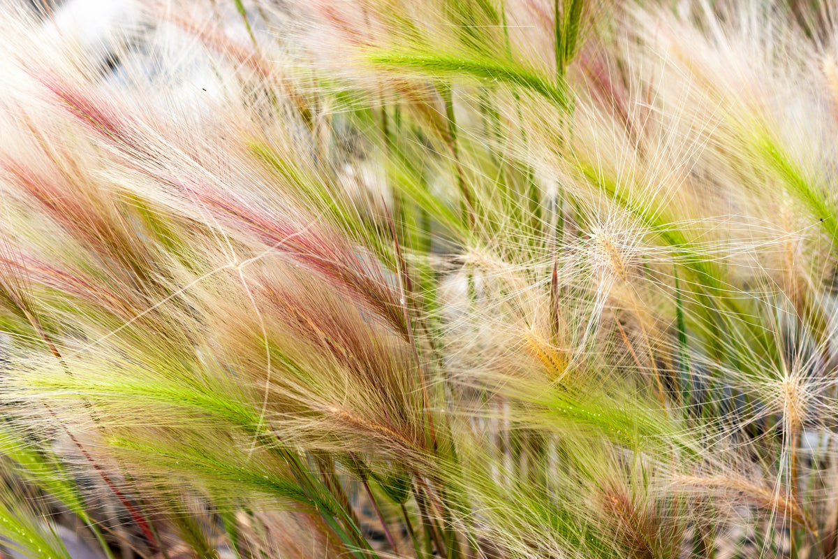 40 SQUIRREL TAIL Barley GRASS (Foxtail Barley) Hordeum Jubatum Ornamental Seeds