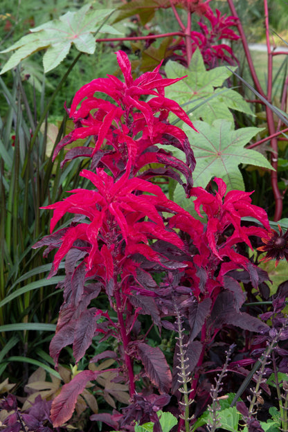 200 AMARANTHUS MOLTEN FIRE Amaranthus Gangeticus Flower Seeds