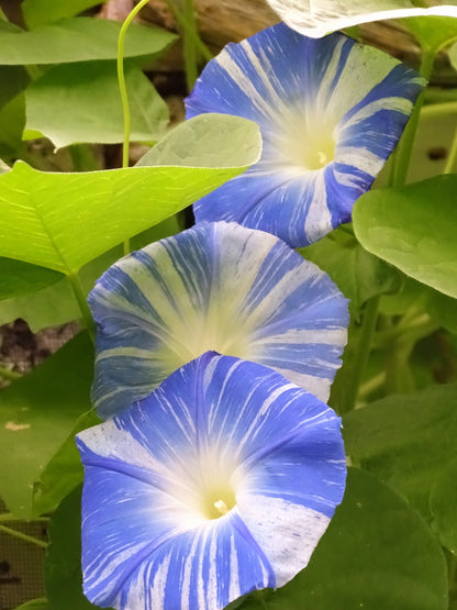 40 CARNEVALE di VENEZIA MORNING GLORY Pink & Purple with White Stripes Ipomoea Purpurea Flower Vine Seeds