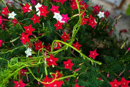 50 CYPRESS VINE MIX Ipomoea Quamoclit Convolvulus Hummingbird Star Morning Glory Cardinal Creeper Flower Seeds - Mixed Colors Red Pink White