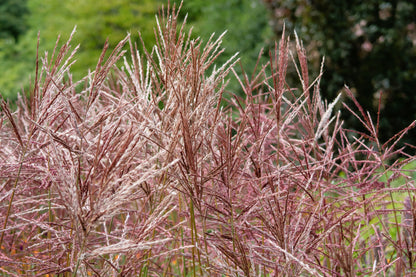 10 RED MAIDEN GRASS Miscanthus Sinensis Plumes Ornamental Flower Seeds