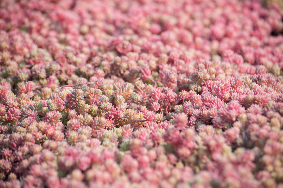 25 Spanish STONECROP / SEDUM HISPANICUM Groundcover Flower Seeds