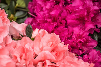 50 MIXED HYBRIDS RHODODENDRON spp. Mixed Colors - Red, Pink, Purple, White, Yellow, Orange Flower Sun or Shade Bush Shrub Seeds
