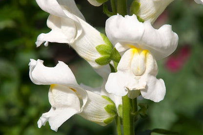 250 WHITE SNOWFLAKE SNAPDRAGON Antirrhinum Majus Flower Seeds
