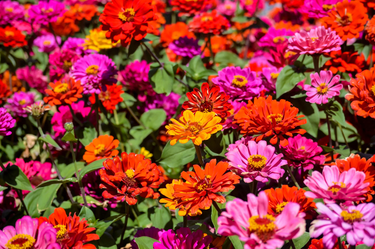 250 Mixed Colors ZINNIA ELEGANS Flower Seeds