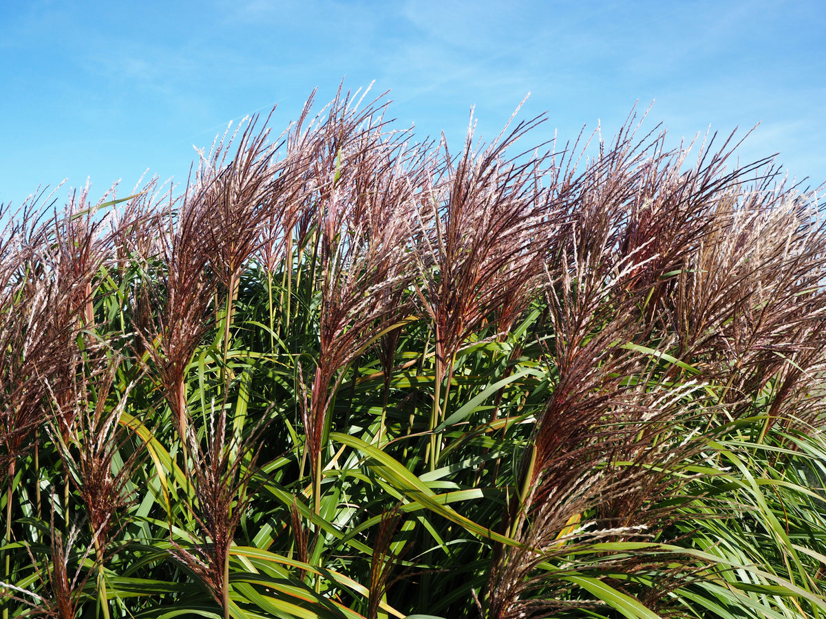 10 RED MAIDEN GRASS Miscanthus Sinensis Plumes Ornamental Flower Seeds