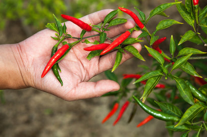 300 LONG Red CAYENNE PEPPER Hot Capsicum Annuum Vegetable Seeds