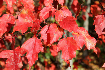 20 Tatarian FLAME MAPLE TREE Red Acer Tataricum Seeds