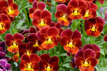 50 RED & YELLOW PANSY Violet Viola Wittrockiana Flower Seeds
