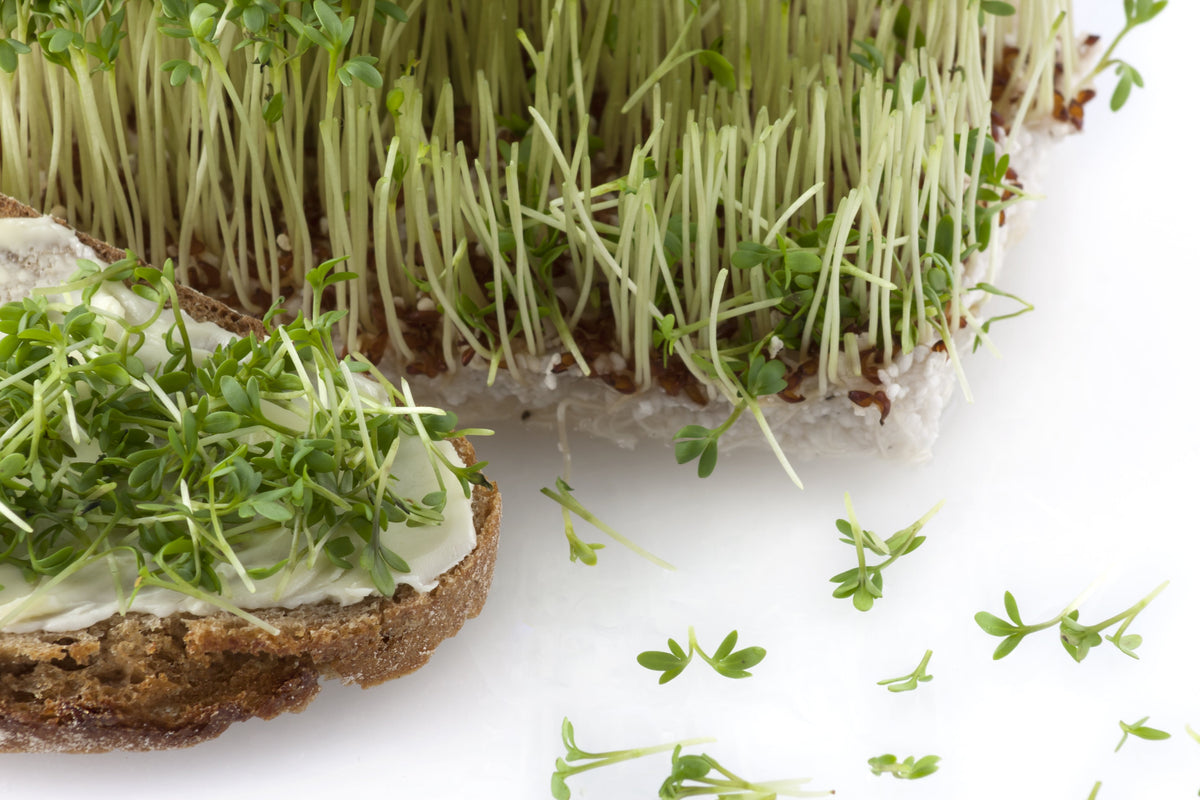 1500 UPLAND CRESS American Land Cress Barbarea Verna Creasy Vegetable Herb Seeds