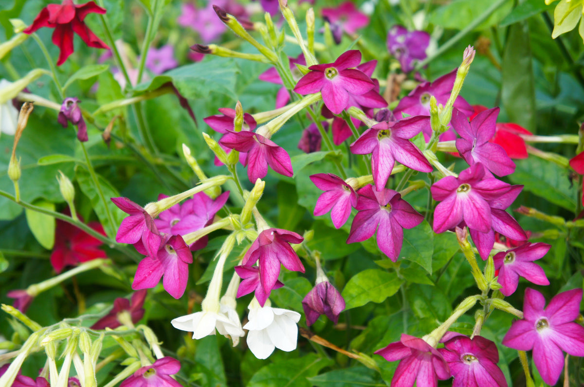 100 Heirloom MIXED COLORS NICOTIANA (Ornamental Flowering Tobacco) Nicotiana Alata Flower Seeds