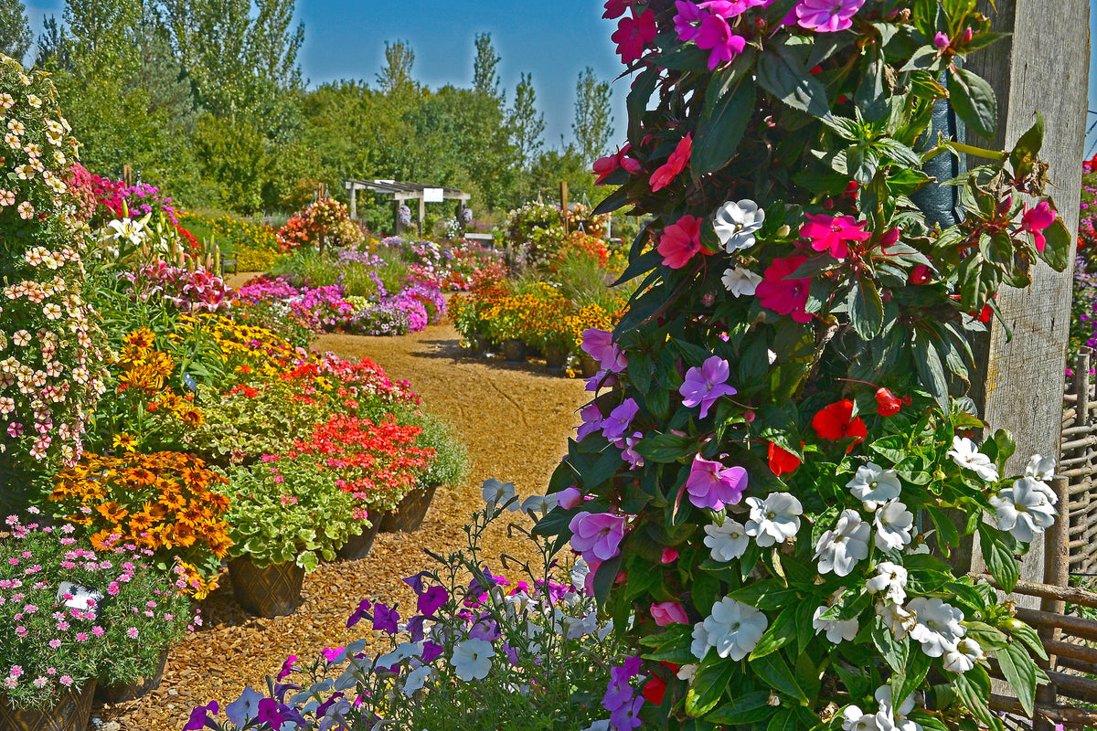 50 MIXED COLORS Dwarf IMPATIENS Walleriana Part Sun or Full Shade Red, White, Pink, Carmine, Scarlet, & Orange Flower Seeds