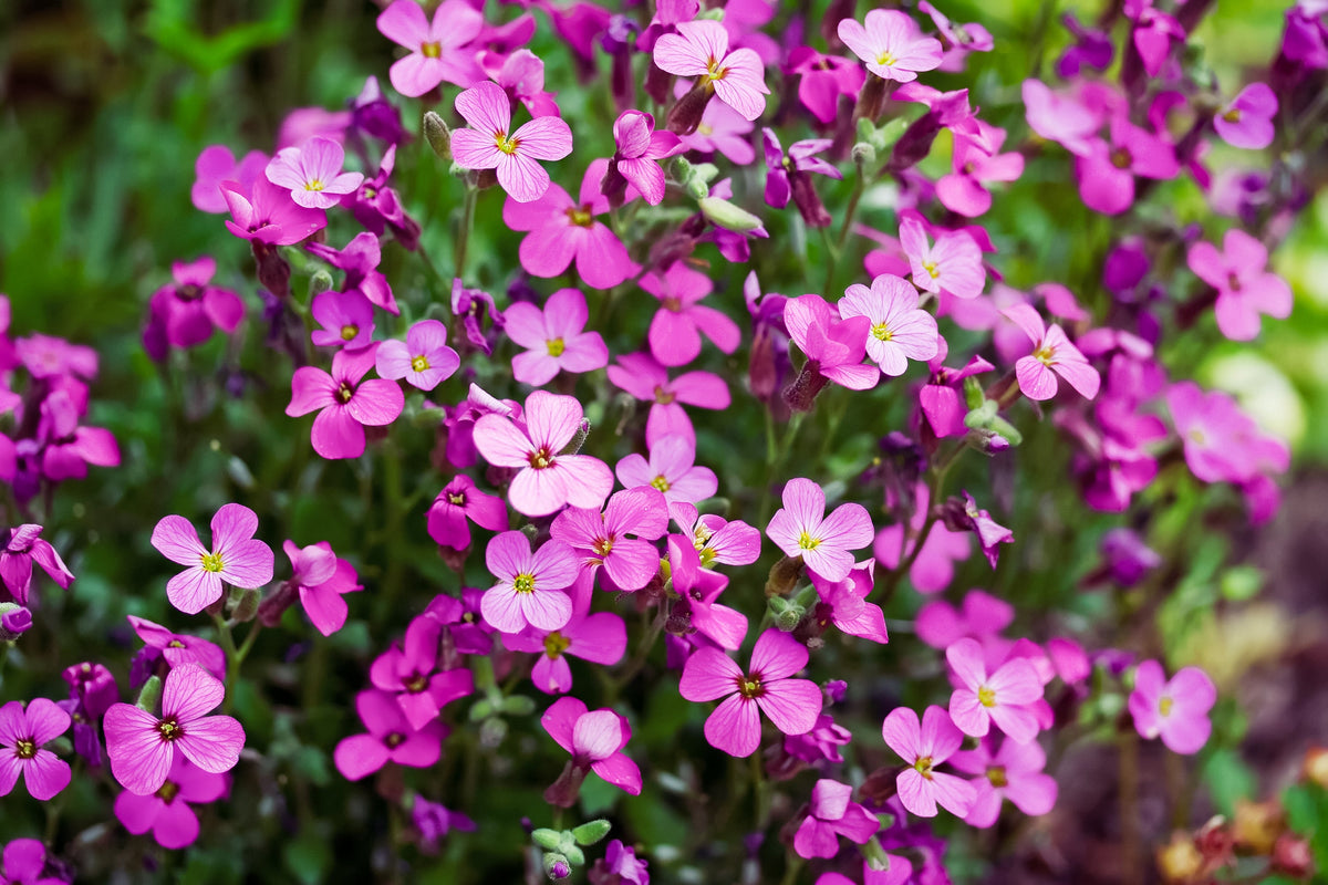 150 SPRING CHARM ROCKCRESS Rose Rock Cress Arabis Arendsii Flower Mix Seeds