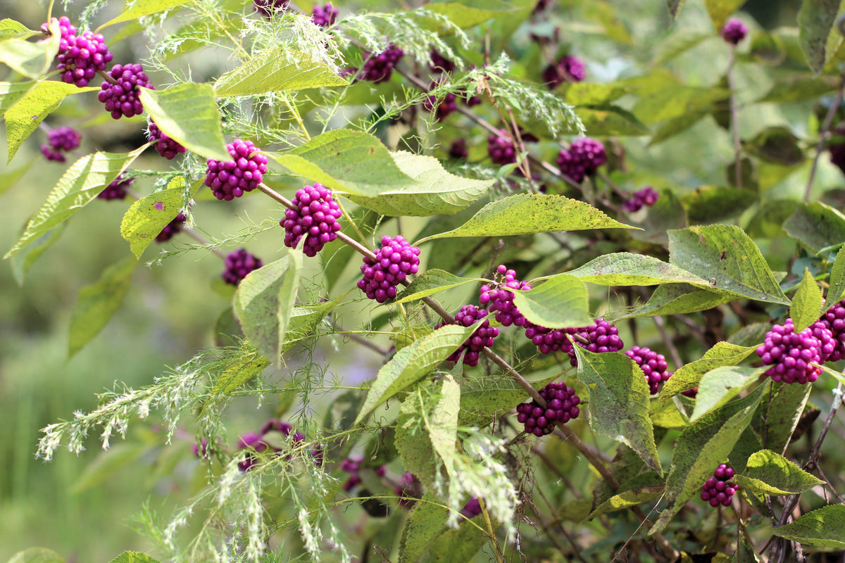 40 American PURPLE BEAUTYBERRY Shrub Flower Callicarpa Americana Seeds