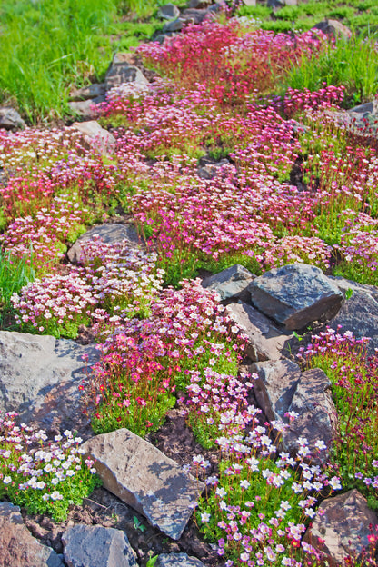 50 ROSE ROBE SAXIFRAGA Arendsii Mossy Rockfoil Evergreen Flower Seeds