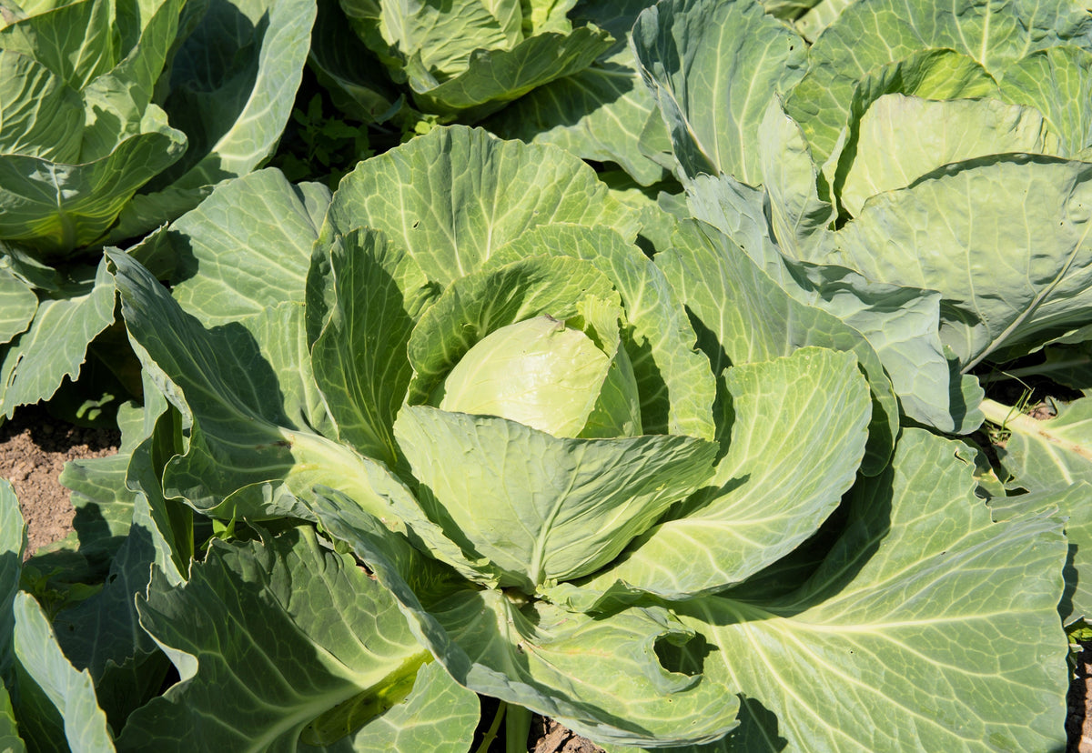 500 GOLDEN ACRE Early CABBAGE Brassica Oleracea Capitata Vegetable Seeds