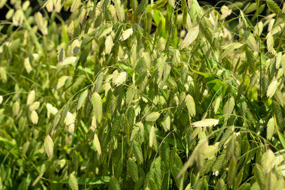 100 NORTHERN SEA OATS Grass Inland Chasmanthium Seeds