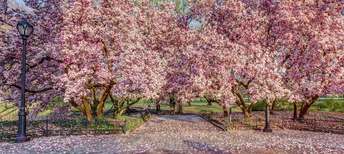 5 SAUCER MAGNOLIA x Soulangeana Denudata & Liliiflora 5 - 10" Pink & White Flower Tulip Tree Seeds