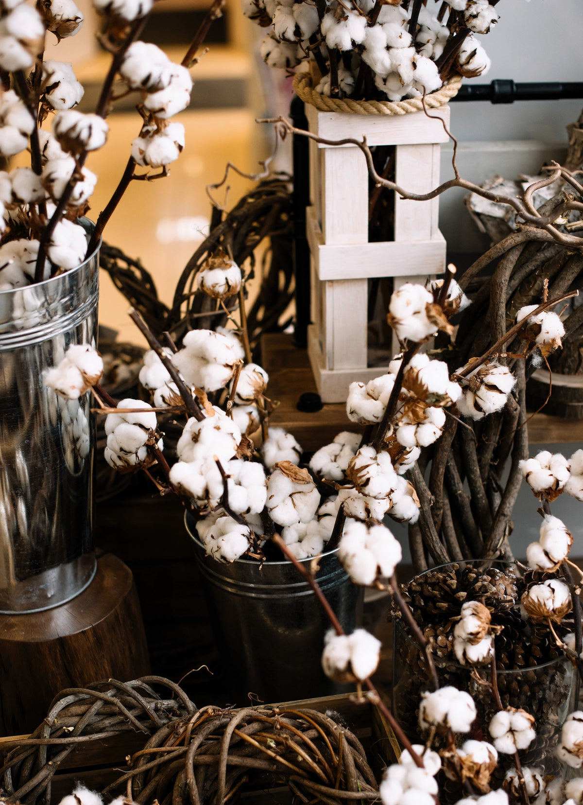 25 WHITE COTTON Gossypium Hirsutum Plant Seeds